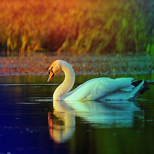 white and black swan on body of water HD wallpaper