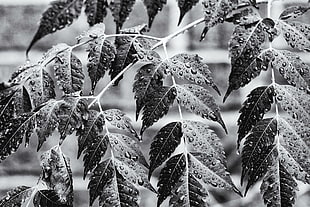 grayscale photography of leaf plant with dew drop