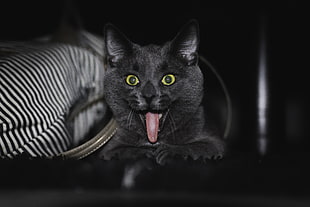 black and gray cat plush toy, cat, Norway, Canon 70D HD wallpaper