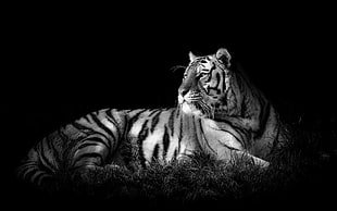 adult tiger, tiger, monochrome, animals