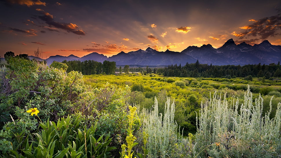 green leafed plants, sunset, landscape, sky, clouds HD wallpaper