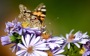 brown butterfly on purple daisies HD wallpaper