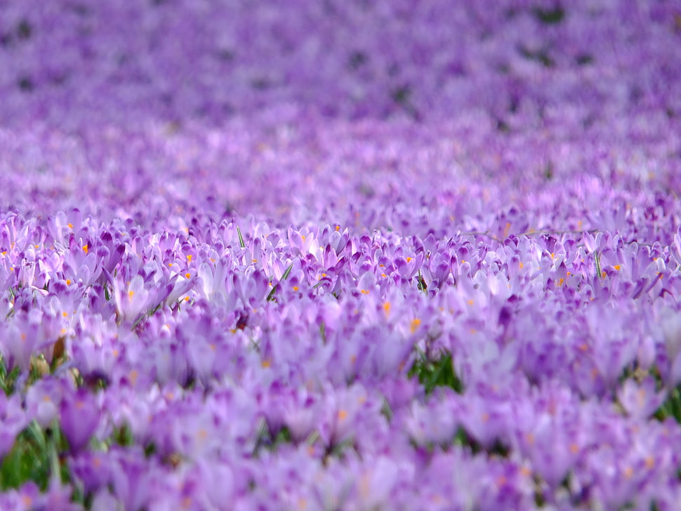 bed of purple petaled flower HD wallpaper