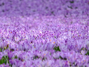 bed of purple petaled flower