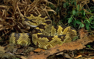 green and brown snake