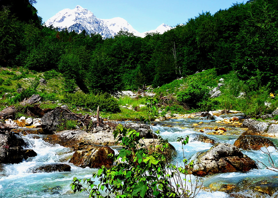 river and plants during daytime, albania HD wallpaper