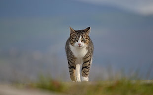 brown and white tabby cat, animals, cat, depth of field