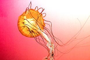 orange jellyfish HD wallpaper