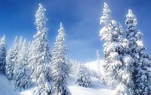 white snow and pine trees, landscape, forest, snow, winter