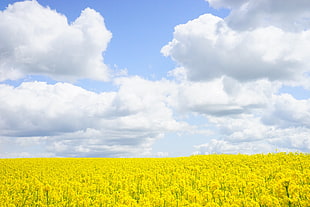 yellow Rapeseed flower field at daytime HD wallpaper
