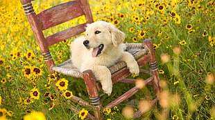 cream Golden retriever puppy on brown wooden chair