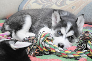 white and gray Siberian Husky dog lying on multicolored textile