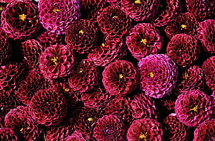 macro shot photography of pink flowers during daytime HD wallpaper