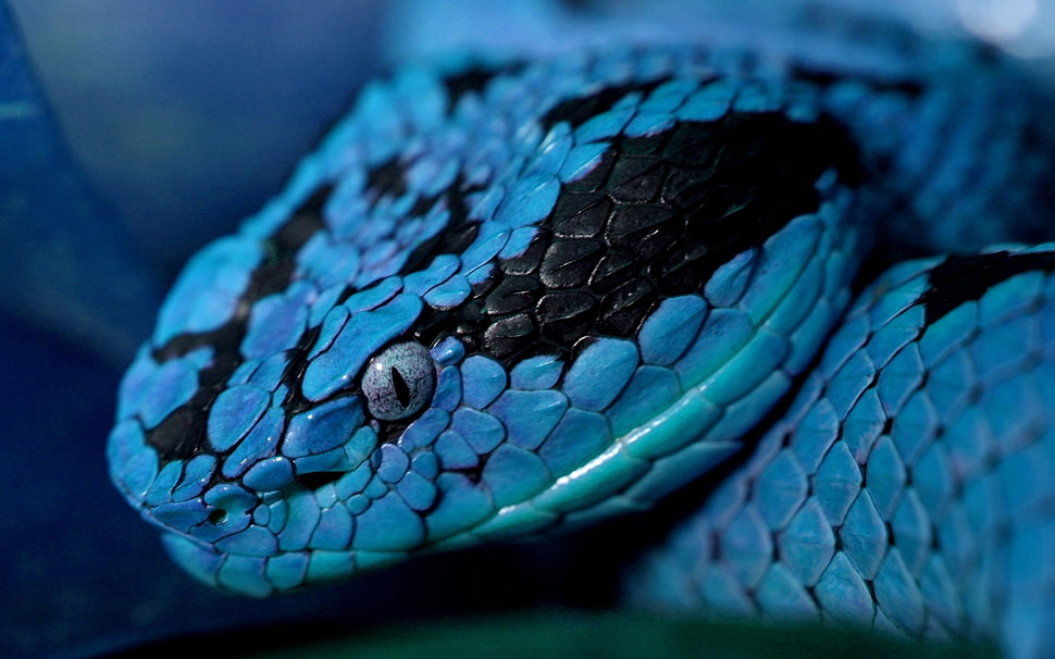 blue and black viper HD wallpaper