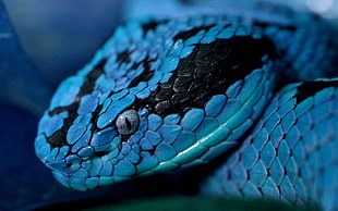 blue and black viper
