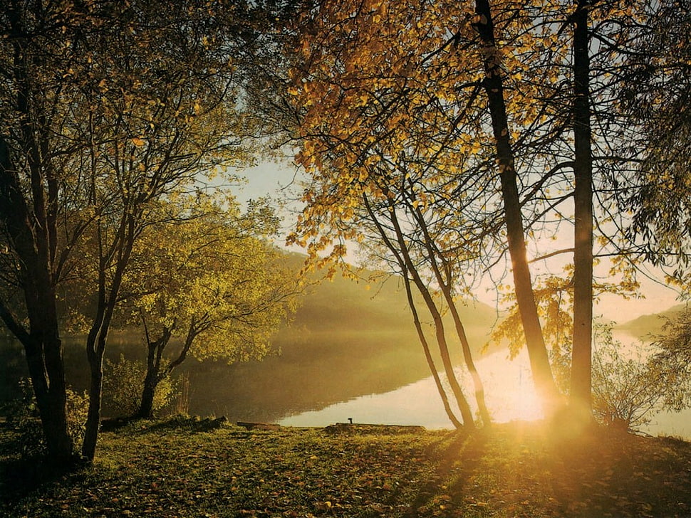 green trees, sunset HD wallpaper