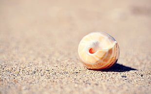brown and white seashell under sunlight