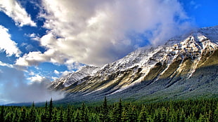 rocky mountain, nature, landscape, mountains, forest