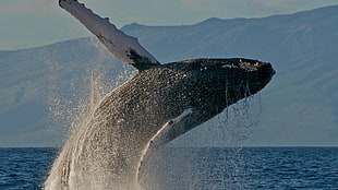 black and white whale, landscape, whale, nature, sea