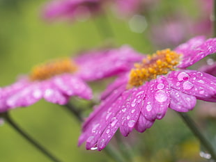 purple Daisy flower in closeup photography
