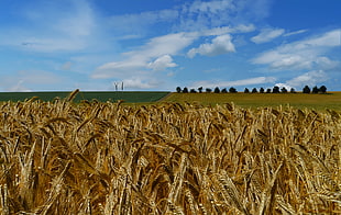 wheat field under white clouds and blue sky