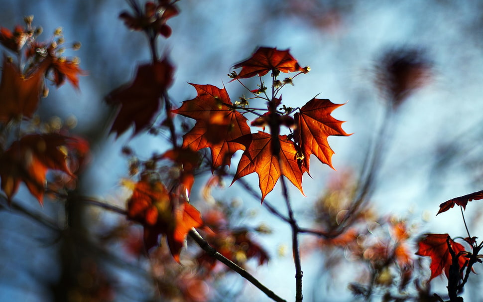 macro shot of brown maple leaf HD wallpaper