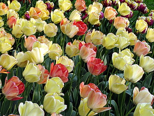 yellow and pink tulip flowers HD wallpaper