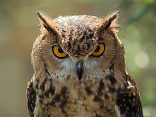 shallow focus photography of brown and black owl