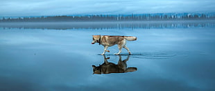 walking dog illustration, animals, dog, Siberian Husky , lake