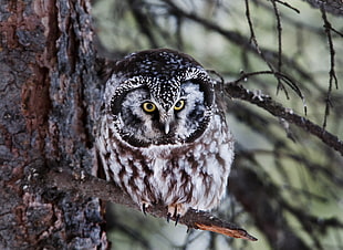 shallow depth of field photo of gray and black owl perching on the branch of wood, boreal owl HD wallpaper