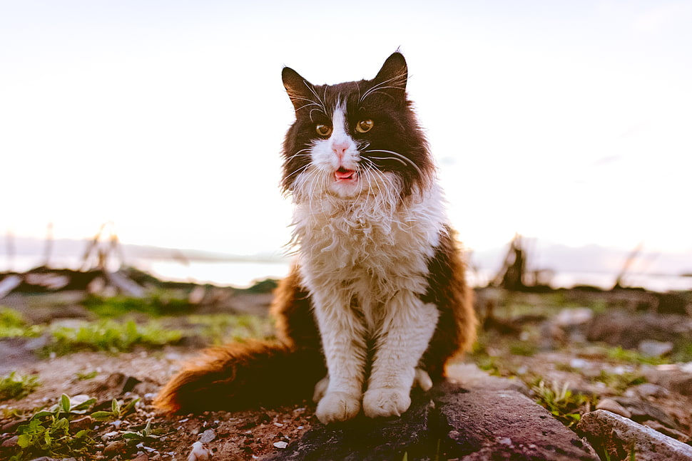 long-fur white and black cat HD wallpaper