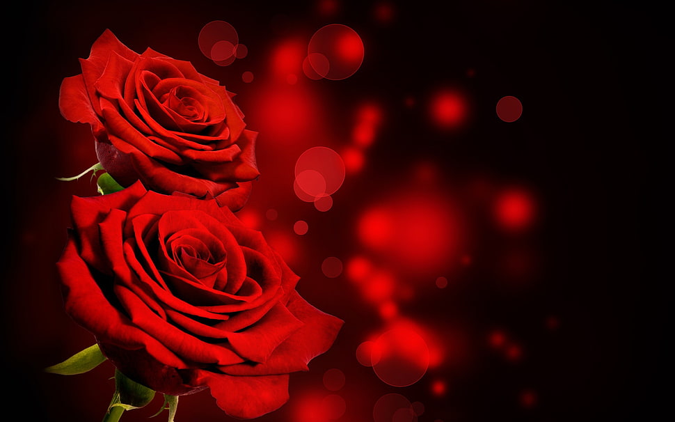 red and black floral textile, flowers, rose, red flowers, bokeh HD wallpaper