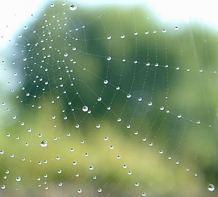 close up photo of spider web