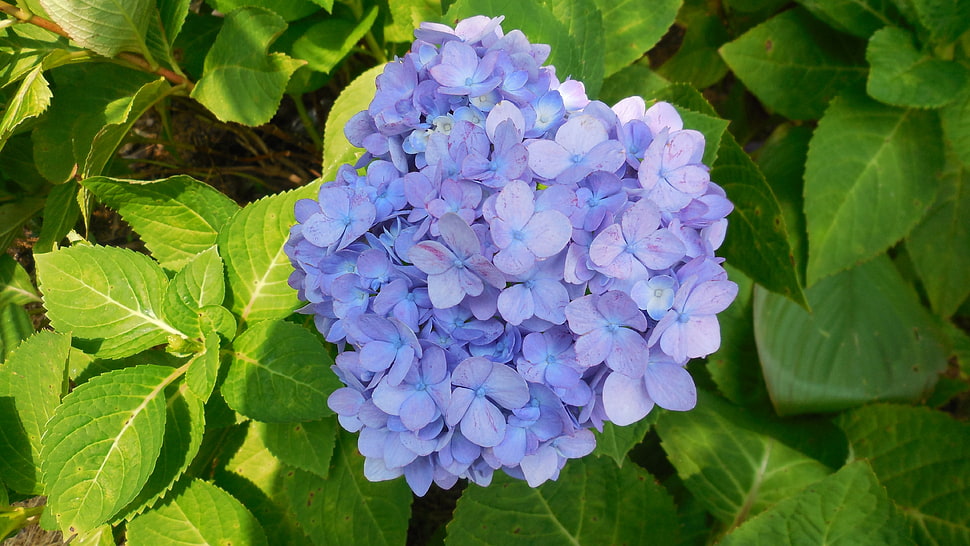 blue hydrangea flower, Hydrangea, Shrub, Lilac HD wallpaper