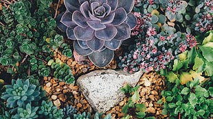 purple and green succulent