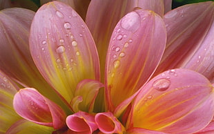 pink and yellow Dahlia flower with dewdrops HD wallpaper