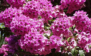 selective photography of Bougainvillea flowers