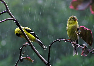 two green feathered bird on tree branch while raining