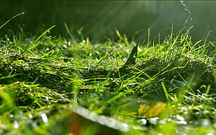 green grass field during daytime