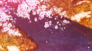 pink petaled flowers, cherry blossom