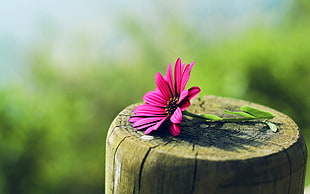 pink daisybush flower, flowers, wood