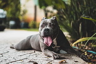 adult gray and white American pit bull terrier HD wallpaper