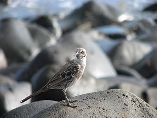 animal selective focus photography of white and gray bird on rock
