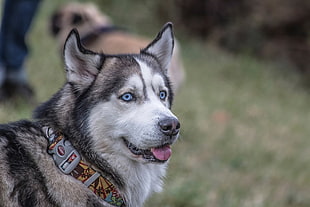 black and white Siberian Husky photo