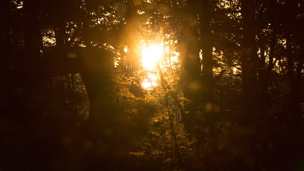 black and brown wooden frame, backlighting, forest, nature, sunlight HD wallpaper