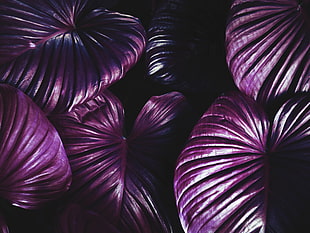 purple flowers, Leaves, Plant, Violet HD wallpaper