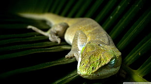 green lizard, sleeping, lizards, leaves, reptiles HD wallpaper
