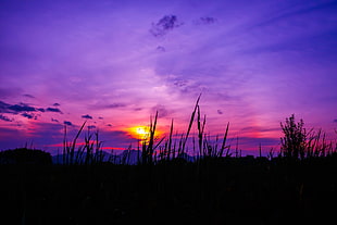 golden hour photography, Twilight, Grass, Sky