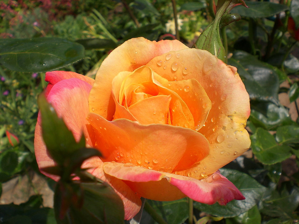 orange flower tilt-shift lens photography HD wallpaper