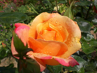 orange flower tilt-shift lens photography HD wallpaper